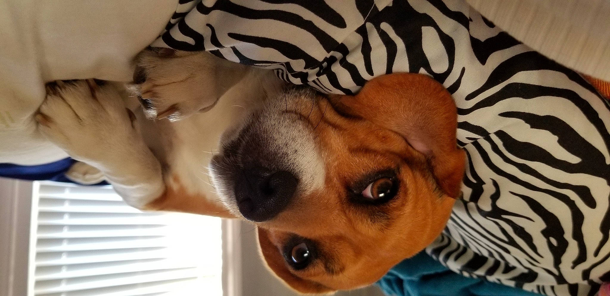 Joey Alan Platts joined the competition — help win amazing prizes! canidae, carnivore, comfort, companion_dog, dog, dog_breed, dog_supply, ear, fawn, fur, hound, jaw, nose, paw, pet_supply, selfie, snout, sporting_group, whiskers, working_animal