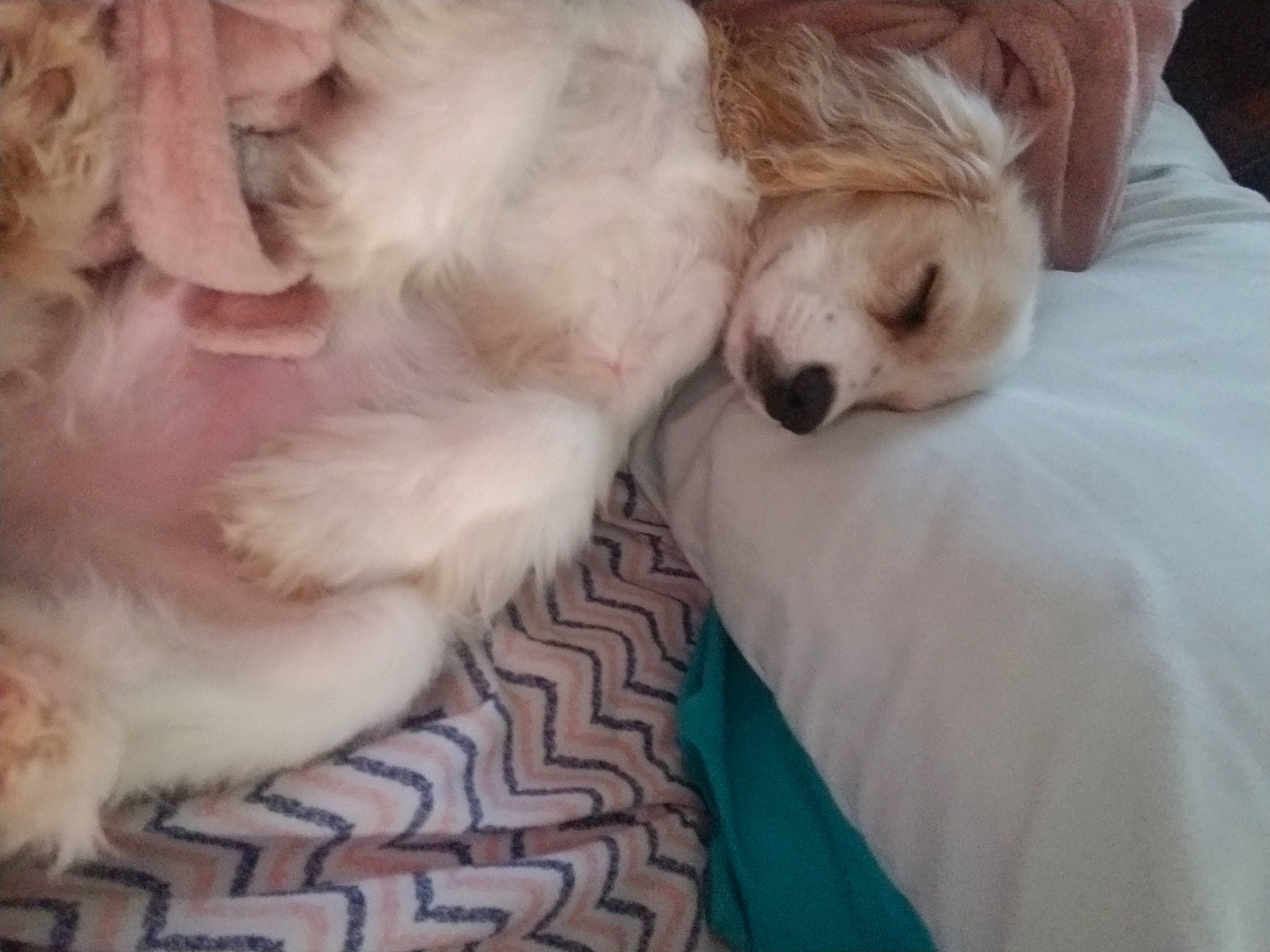 Mattie James Platts is registered to the contest to win money with this photo: bored, carnivore, comfort, companion_dog, dog, dog_breed, dog_supply, fawn, fur, maltepoo, mammal, paw, puppy, snout, sporting_group, terrestrial_animal, toy_dog, vertebrate, whiskers, working_animal