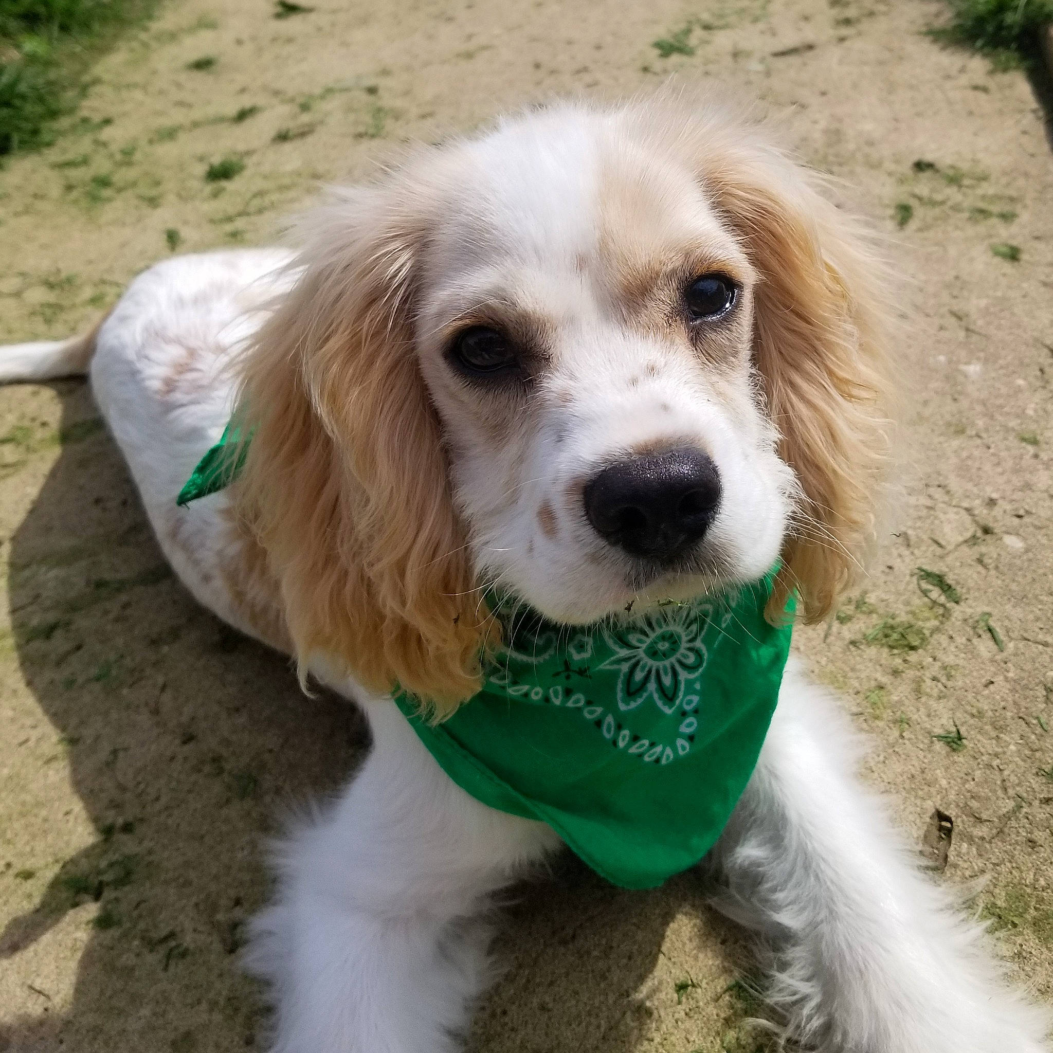 Mattie James Platts is registered to the contest to win money with this photo: canidae, carnivore, companion_dog, dog, dog_breed, dog_clothes, dog_collar, dog_supply, fawn, fur, grass, gun_dog, hound, liver, pet_supply, plant, snout, spaniel, sporting_group, toy_dog