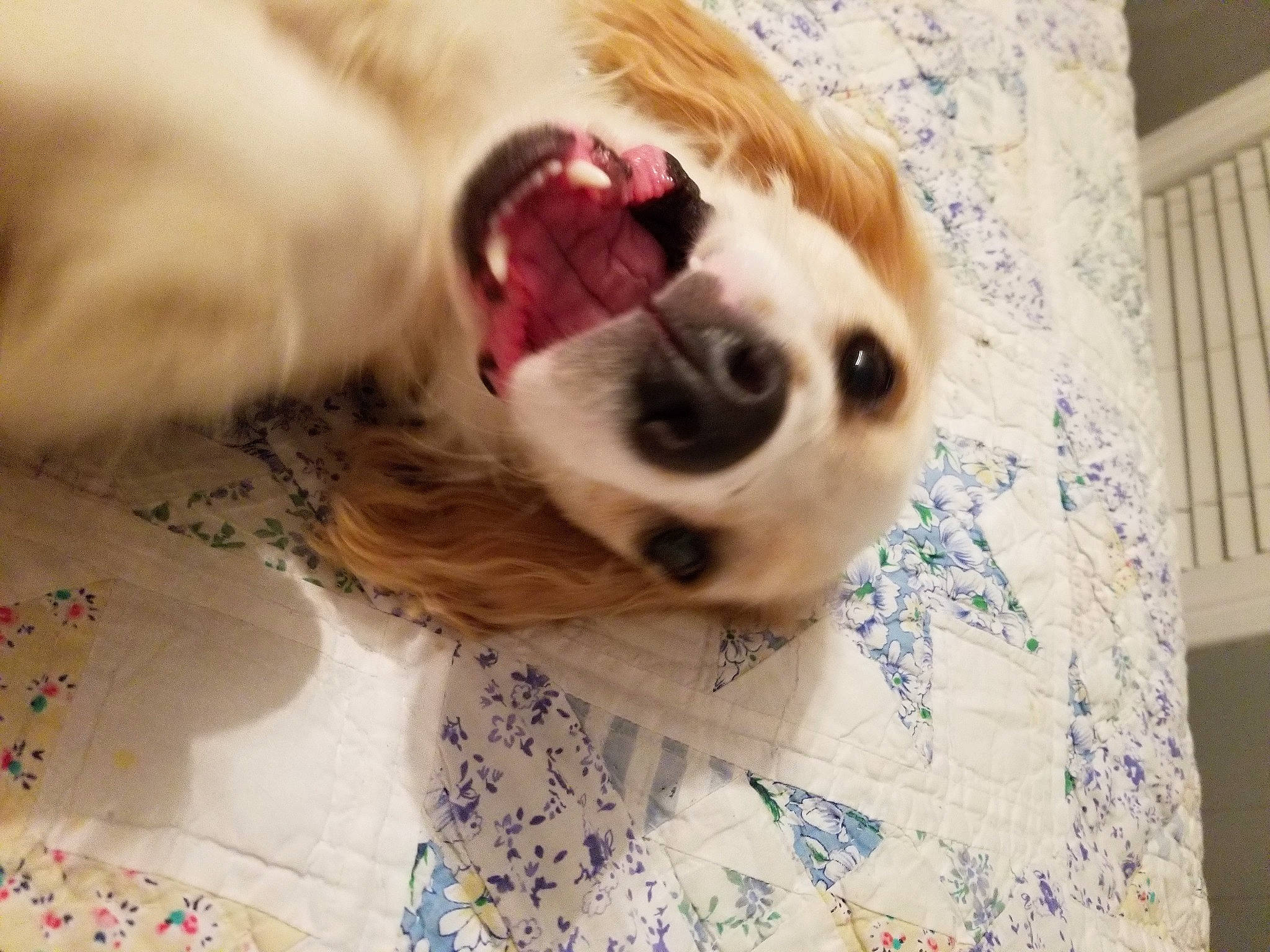 Mattie James Platts is registered to the contest to win money with this photo: canidae, carnivore, comfort, companion_dog, couch, curtain, dog, dog_breed, dog_supply, ear, fawn, fur, linens, snout, sporting_group, textile, toy, toy_dog, whiskers, working_animal