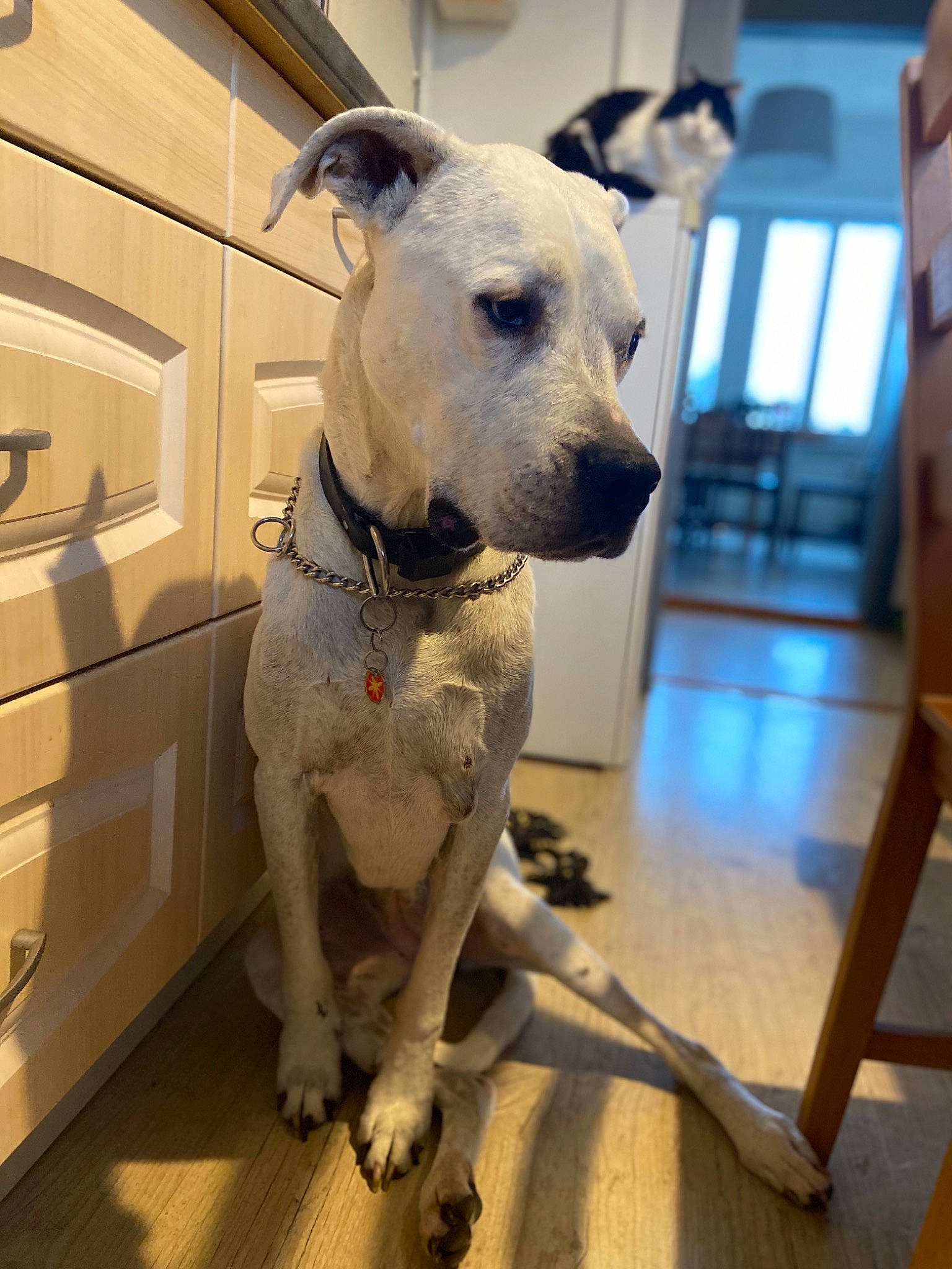 Chipie participe au concours pour gagner de l'argent avec cette photo : canidae, carnivore, dog, dog_breed, fawn, mammal, non_sporting_group, potcake_dog, rare_breed_dog, snout, sporting_group, vertebrate