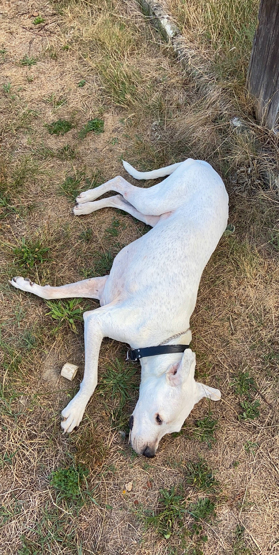 Chipie a rejoint le concours — aidez-le/la à gagner de superbes lots ! canidae, carnivore, dog, dog_breed, dogo_argentino, fawn, grass, non_sporting_group, tail