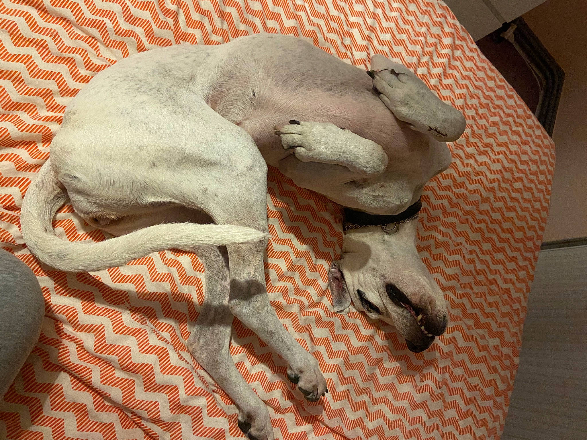 Chipie a rejoint le concours — aidez-le/la à gagner de superbes lots ! art, canidae, pointer, sculpture, sphynx