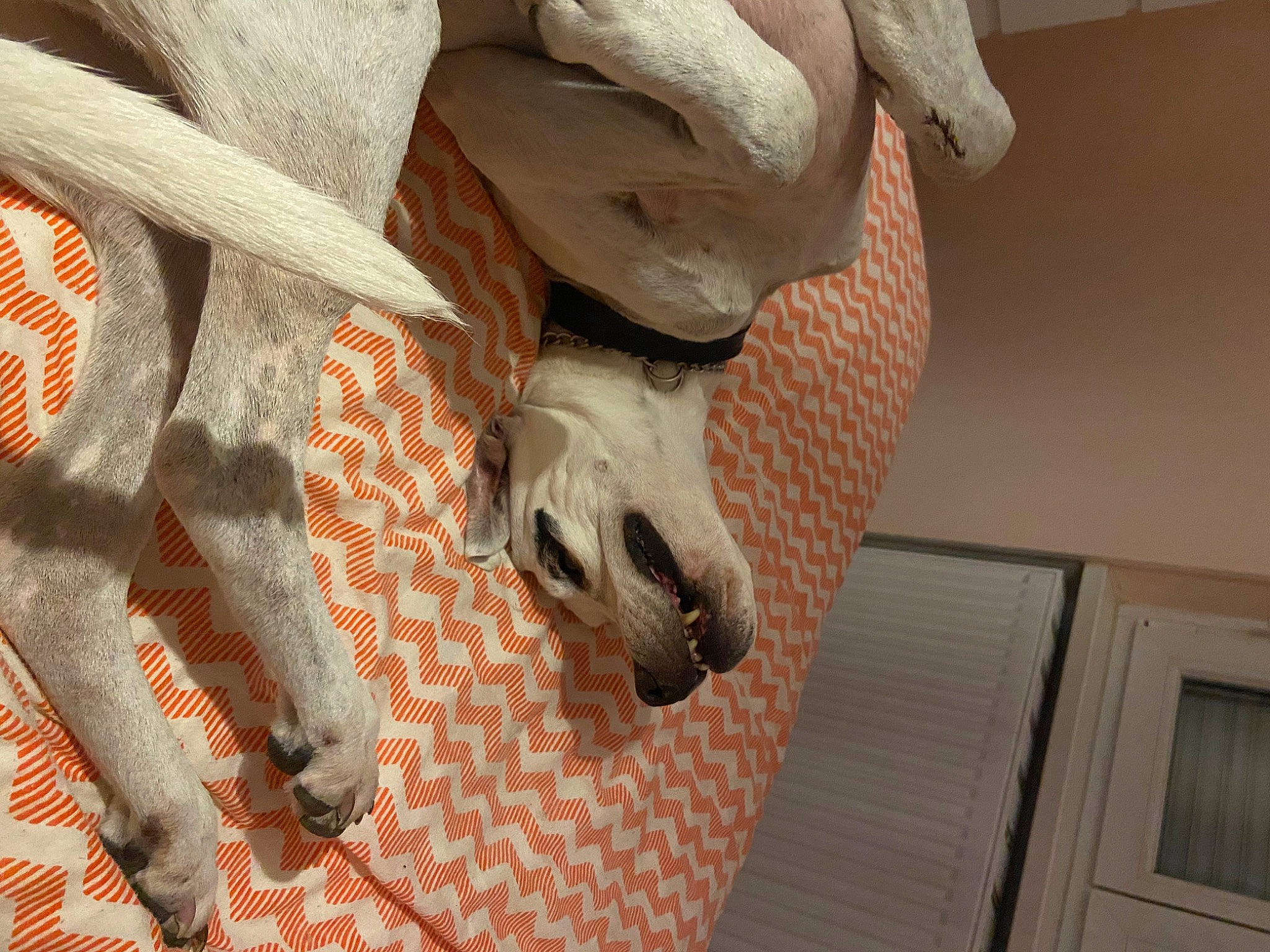 Chipie participe au concours pour gagner de l'argent avec cette photo : art, fawn, hand