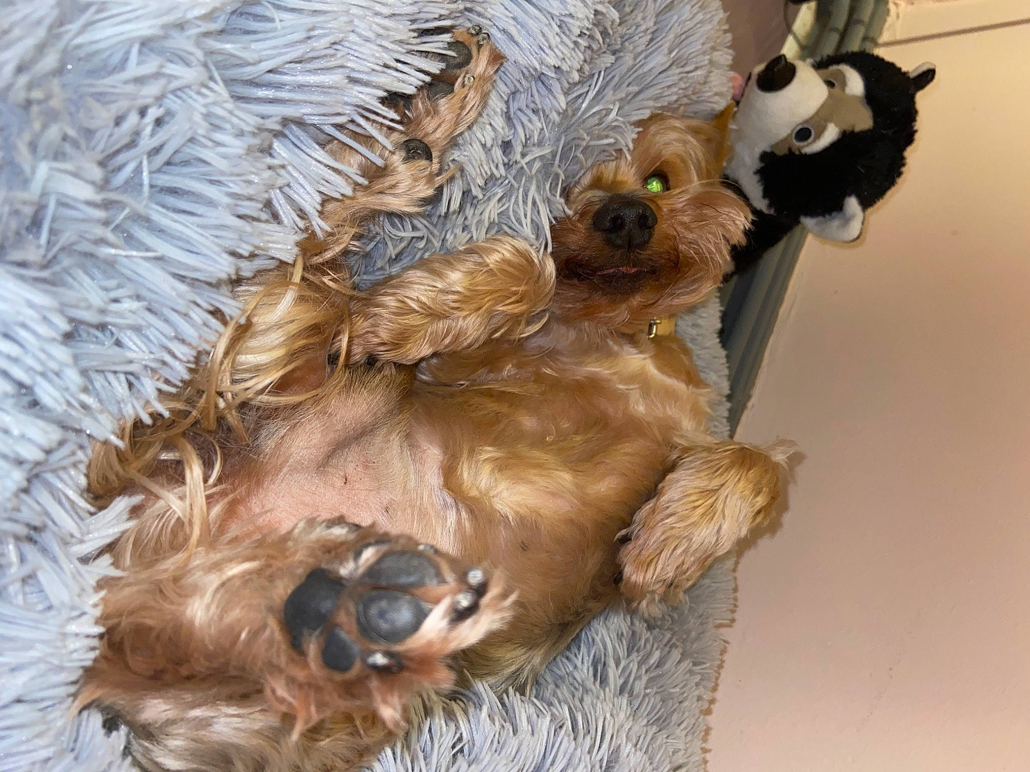 Teddy a rejoint le concours — aidez-le/la à gagner de superbes lots ! australian_silky_terrier, border_terrier, canidae, carnivore, dog, dog_breed, fawn, fur, glen_of_imaal_terrier, irish_terrier, norwich_terrier, puppy, sporting_group, terrier, yorkshire_terrier