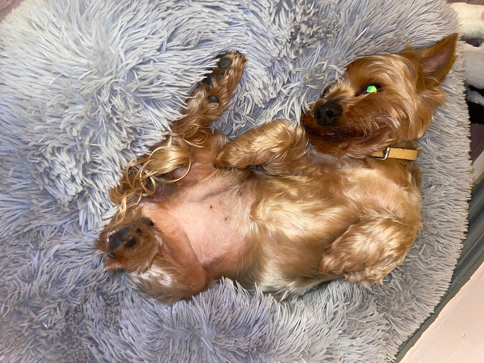 Teddy participe au concours pour gagner de l'argent avec cette photo : australian_silky_terrier, bolonka, canidae, carnivore, companion_dog, dog, dog_breed, fawn, glen_of_imaal_terrier, liver, norwich_terrier, puppy, schnoodle, small_terrier, snout, sporting_group, terrier, toy_dog, yorkipoo, yorkshire_terrier