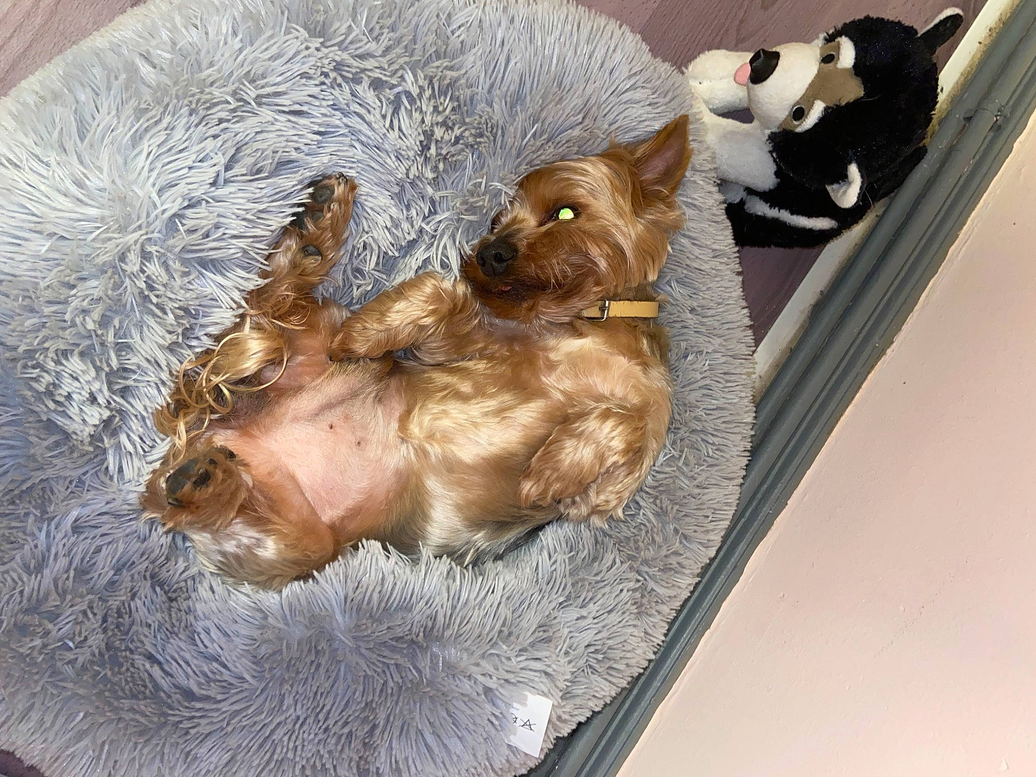 Teddy a rejoint le concours — aidez-le/la à gagner de superbes lots ! canidae, carnivore, dog, dog_breed, fawn, fur, morkie, norwich_terrier, puppy, terrier, toy_dog, yorkshire_terrier