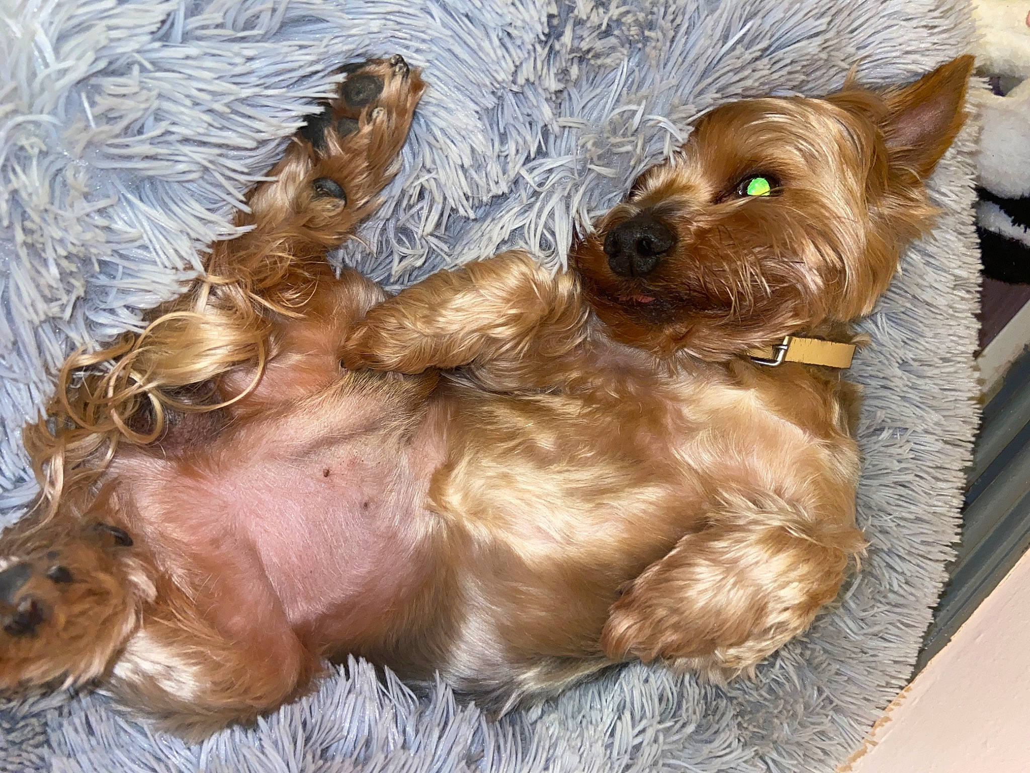 Teddy a rejoint le concours — aidez-le/la à gagner de superbes lots ! australian_silky_terrier, australian_terrier, cairn_terrier, canidae, carnivore, companion_dog, dog, dog_breed, glen_of_imaal_terrier, mammal, norwich_terrier, puppy, rare_breed_dog, small_terrier, sporting_group, terrier, toy_dog, vertebrate, yorkipoo, yorkshire_terrier