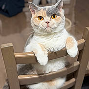 Vanïa participe au concours pour gagner de l'argent avec cette photo : animal, cat, close_up, cute, domestic_cat, feline, fluffy_fur, furniture, household, indoor, looking_at_camera, orange_and_gray, orange_eyes, paws_on_chair, pet, portrait, relaxed, sitting, whiskers, wooden_chair