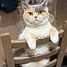 Vanïa a rejoint le concours — aidez-le/la à gagner de superbes lots ! animal_portrait, cat, chair, closeup, curious, cute, domestic_animal, feline, fluffy_fur, home, indoor, orange_eyes, orange_gray, pet, plush, relaxed, sitting, tabby, whiskers, wooden_furniture