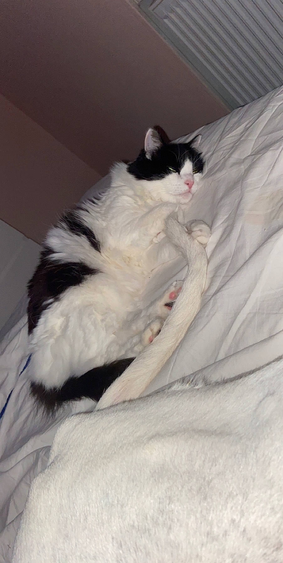 Minette participe au concours pour gagner de l'argent avec cette photo : black_and_white, carnivore, cat, domestic_long_haired_cat, felidae, fur, kitten, norwegian_forest_cat, small_to_medium_sized_cats, tail, whiskers, white