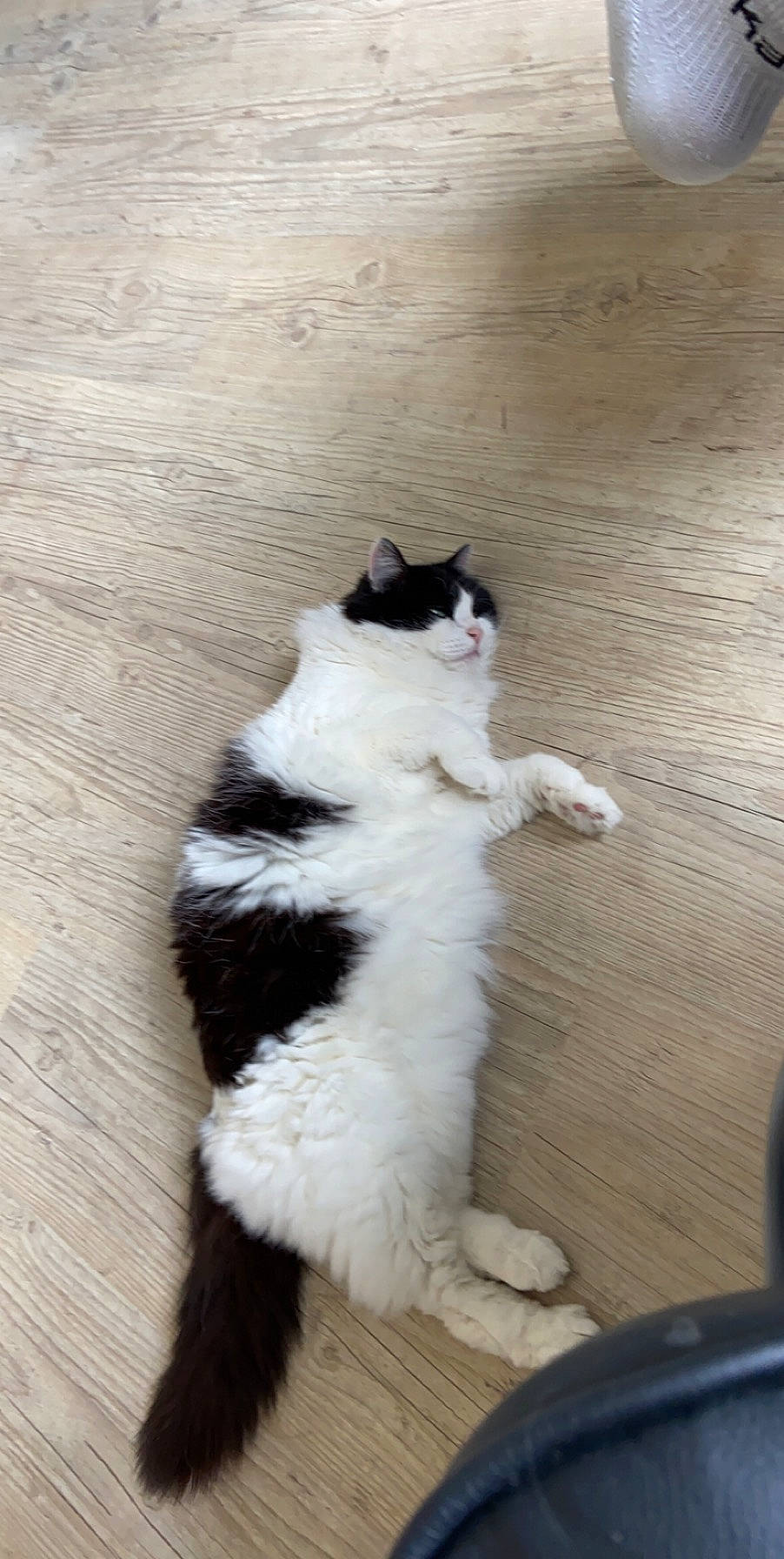 Minette a rejoint le concours — aidez-le/la à gagner de superbes lots ! canidae, carnivore, cat, fawn, felidae, japanese_bobtail, kitten, mammal, paw, polydactyl_cat, small_to_medium_sized_cats, tail, whiskers