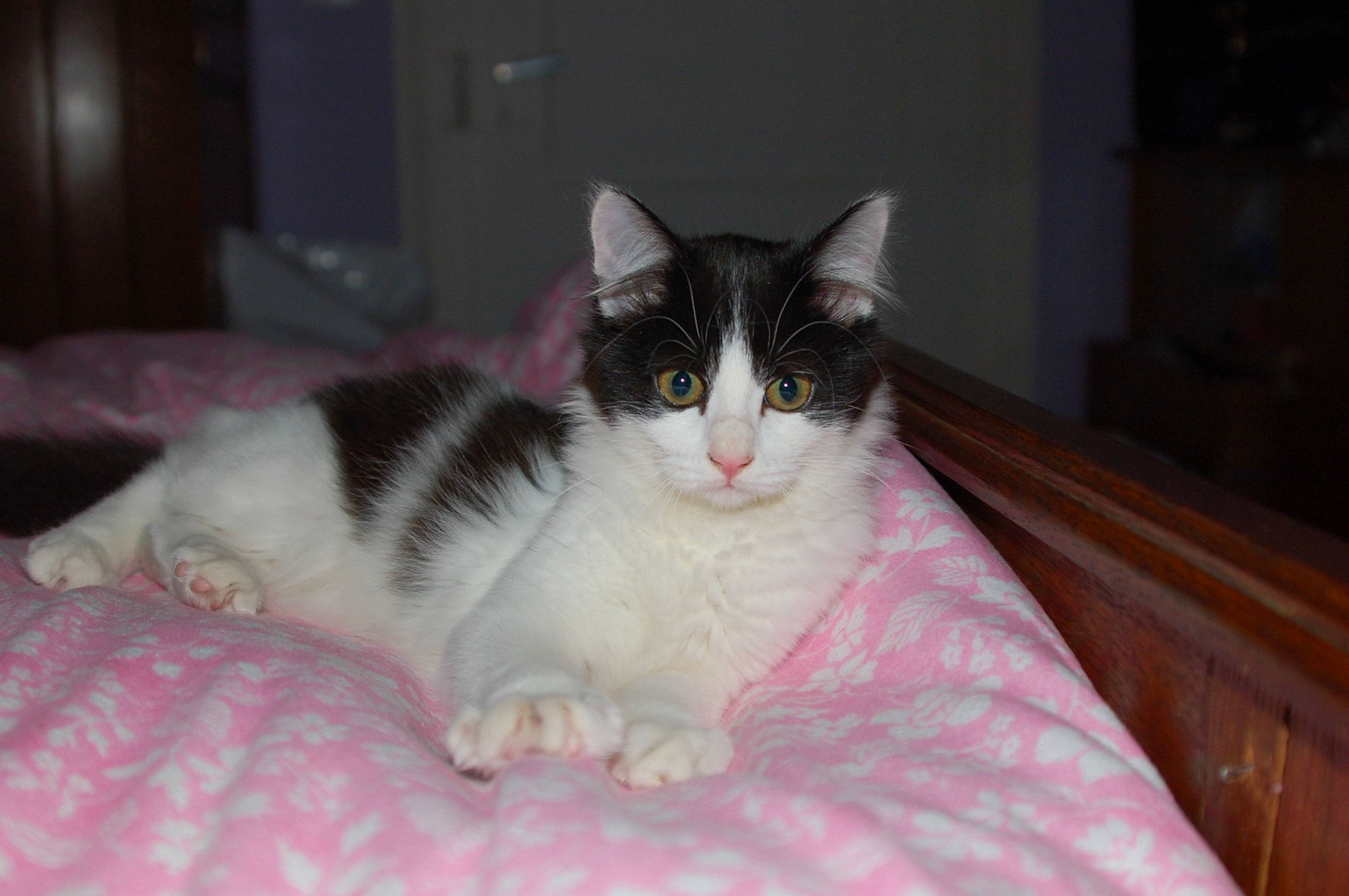 Minette a rejoint le concours — aidez-le/la à gagner de superbes lots ! aegean_cat, american_wirehair, carnivore, cat, domestic_short_haired_cat, european_shorthair, eye, felidae, fur, kitten, mammal, norwegian_forest_cat, polydactyl_cat, small_to_medium_sized_cats, whiskers