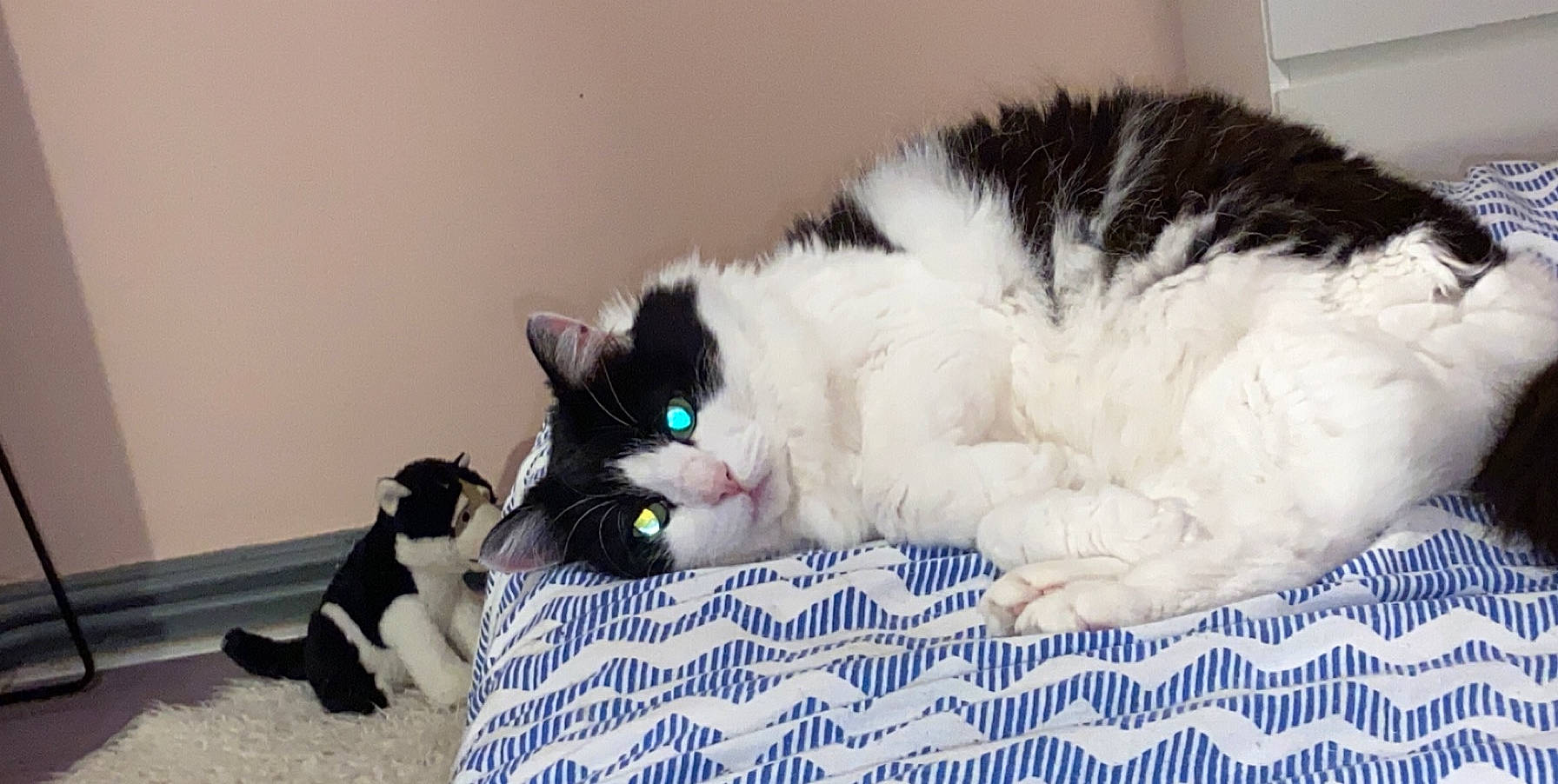 Minette participe au concours pour gagner de l'argent avec cette photo : american_curl, carnivore, cat, claw, cymric, domestic_long_haired_cat, domestic_short_haired_cat, felidae, fur, kitten, mammal, norwegian_forest_cat, paw, polydactyl_cat, ragamuffin, selkirk_rex, small_to_medium_sized_cats, tail, whiskers