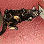 Minnie is registered to the contest to win money with this photo: cat, tortoiseshell, feline, pet, indoor, chair, red_chair, patterned_fabric, relaxed, posing, fur, whiskers, paw, tail, animal, cute, domestic, looking, flash, texture