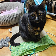 Minnie joined the competition — help win amazing prizes! cat, tortoiseshell, pet_bed, toy, floor, mat, indoor, animal, feline, curious, sitting, yellow_eyes, black_fur, brown_fur, green_mat, wooden_floor, cozy, domestic, household, playful
