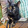tortoiseshell_cat, cat, pet, animal, feline, outdoor, chair, cushion, metal_mesh, yellow_eyes, close_up, relaxing, fur, whiskers, paw, wooden_deck, daylight, nature, domestic_animal, portrait