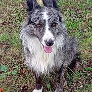 Border Collet a rejoint le concours — aidez-le/la à gagner de superbes lots ! dog, grass, outdoor, pet, animal, canine, happy, sitting, fur, ears, tongue, nature, muzzle, paw, portrait, friendly, playful, companion, cute, alert