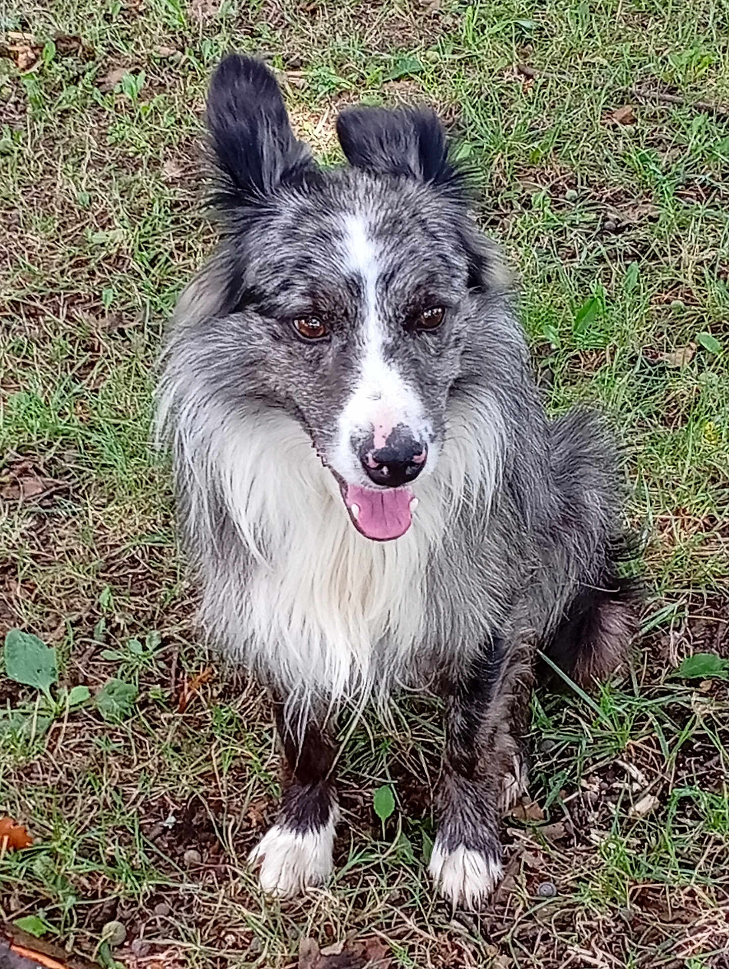 Border Collet a rejoint le concours — aidez-le/la à gagner de superbes lots ! dog, grass, outdoor, pet, animal, canine, happy, sitting, fur, ears, tongue, nature, muzzle, paw, portrait, friendly, playful, companion, cute, alert