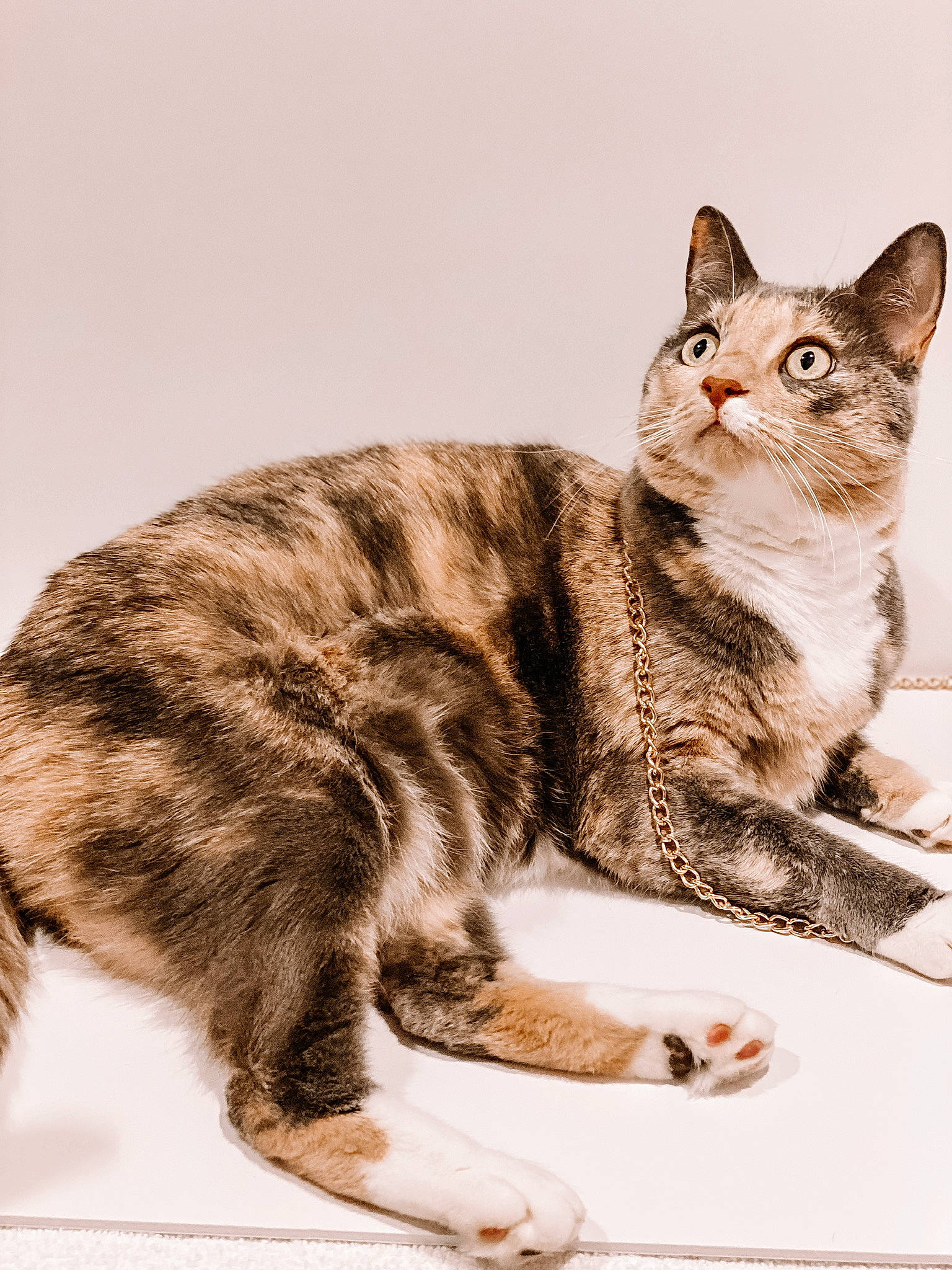 Brooklyn is registered to the contest to win money with this photo: art, carnivore, cat, domestic_short_haired_cat, felidae, fur, illustration, paw, photo_caption, sitting, small_to_medium_sized_cats, snout, tail, terrestrial_animal, whiskers, wildlife