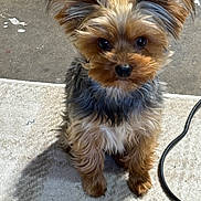 Lucy is registered to the contest to win money with this photo: dog, small_dog, fluffy, ears, fur, pet, animal, cute, brown, black, sitting, shadow, indoor, floor, carpet, cord, curious, portrait, companion, domestic