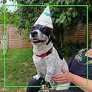 Guetty participe au concours pour gagner de l'argent avec cette photo : backyard, birthday_hat, canine, dog, dog_tag, grass, happy, leaves, logo, outdoor, owner_hand, party_hat, person, pet, photo_frame, red_collar, sitting, smile, tree, wooden_fence