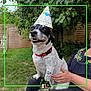 backyard, birthday_hat, canine, dog, dog_tag, grass, happy, leaves, logo, outdoor, owner_hand, party_hat, person, pet, photo_frame, red_collar, sitting, smile, tree, wooden_fence