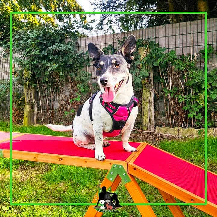 Guetty a rejoint le concours — aidez-le/la à gagner de superbes lots ! adult, animal, architecture, backyard, building, canine, dog, female, furniture, grass, indoors, interiordesign, nature, outdoors, person, pet, plant, shelter, woman, yard