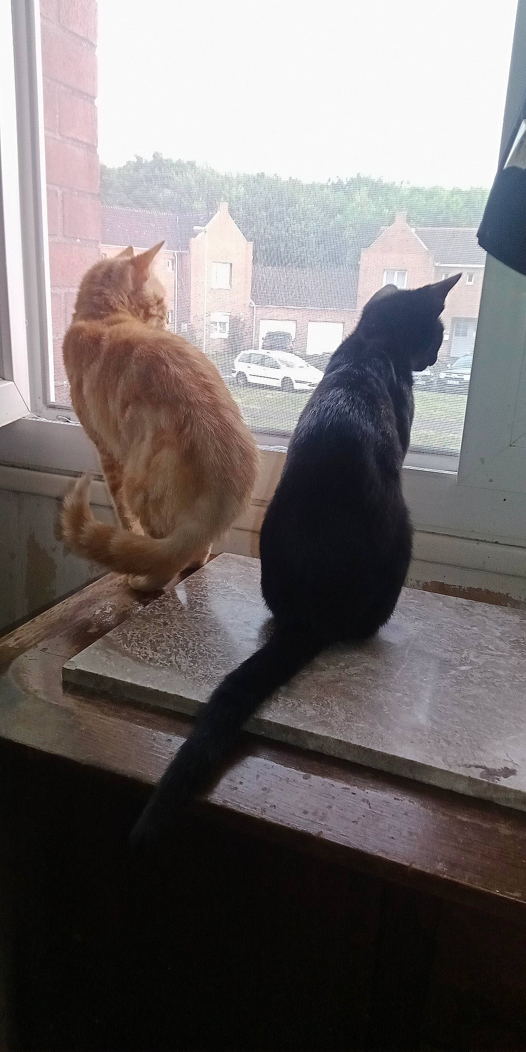 Plume participe au concours pour gagner de l'argent avec cette photo : carnivore, cat, domestic_short_haired_cat, felidae, flooring, flowerpot, fur, house, houseplant, plant, road_surface, roof, sitting, small_to_medium_sized_cats, tail, tints_and_shades, tree, whiskers, window, wood