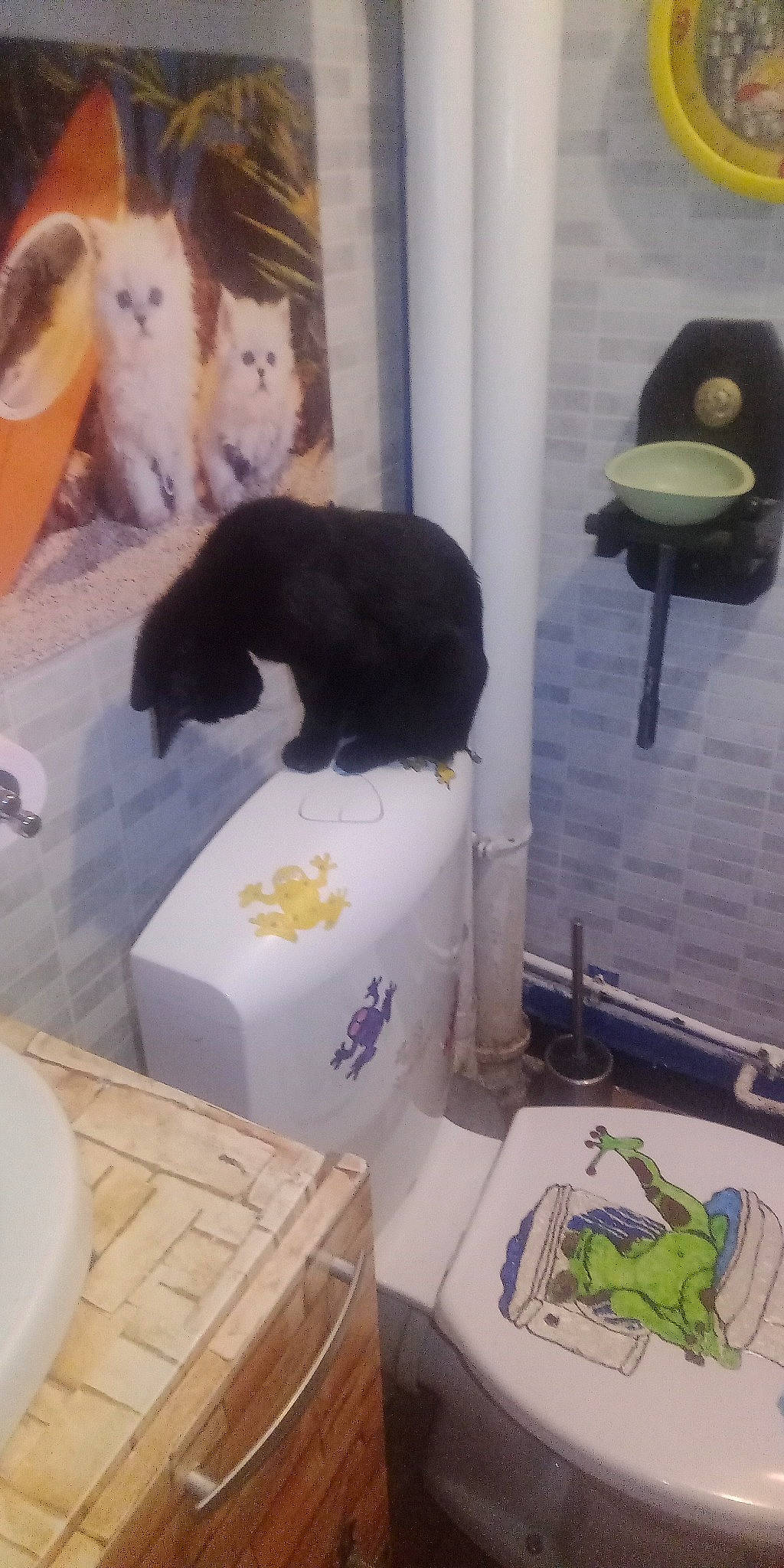 Plume participe au concours pour gagner de l'argent avec cette photo : canidae, carnivore, cat, comfort, felidae, flooring, fur, household_supply, purple, room, small_to_medium_sized_cats, tail, vertebrate, whiskers, yellow