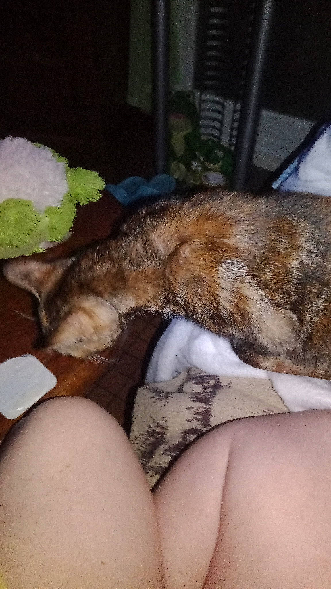 Moumoune participe au concours pour gagner de l'argent avec cette photo : barefoot, carnivore, claw, comfort, companion_dog, dress, fawn, felidae, foot, fur, human_leg, lap, leaf_vegetable, mammal, paw, small_to_medium_sized_cats, tail, thigh, whiskers, window