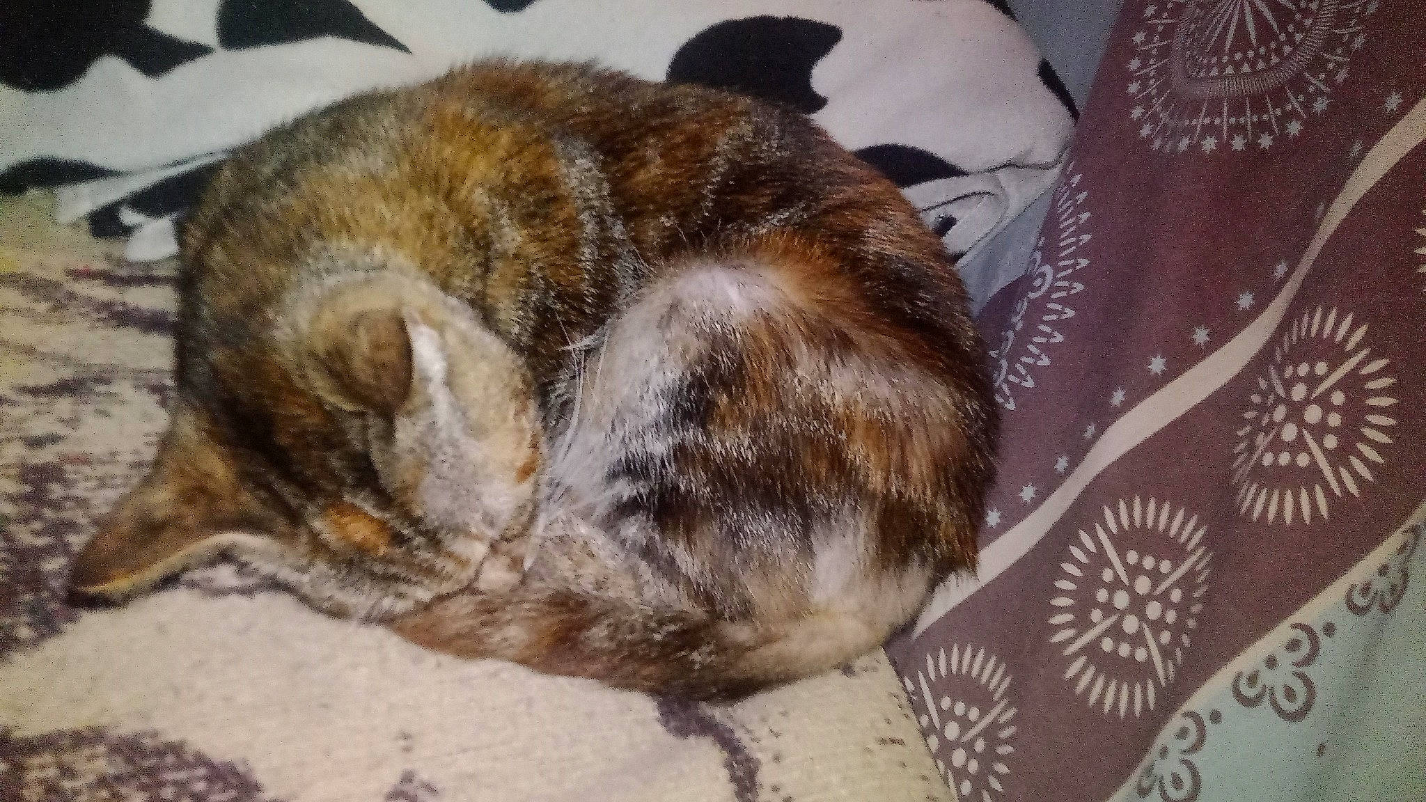 Moumoune participe au concours pour gagner de l'argent avec cette photo : carnivore, cat, claw, comfort, domestic_short_haired_cat, fawn, felidae, fur, nap, paw, sleep, small_to_medium_sized_cats, snout, tail, whiskers