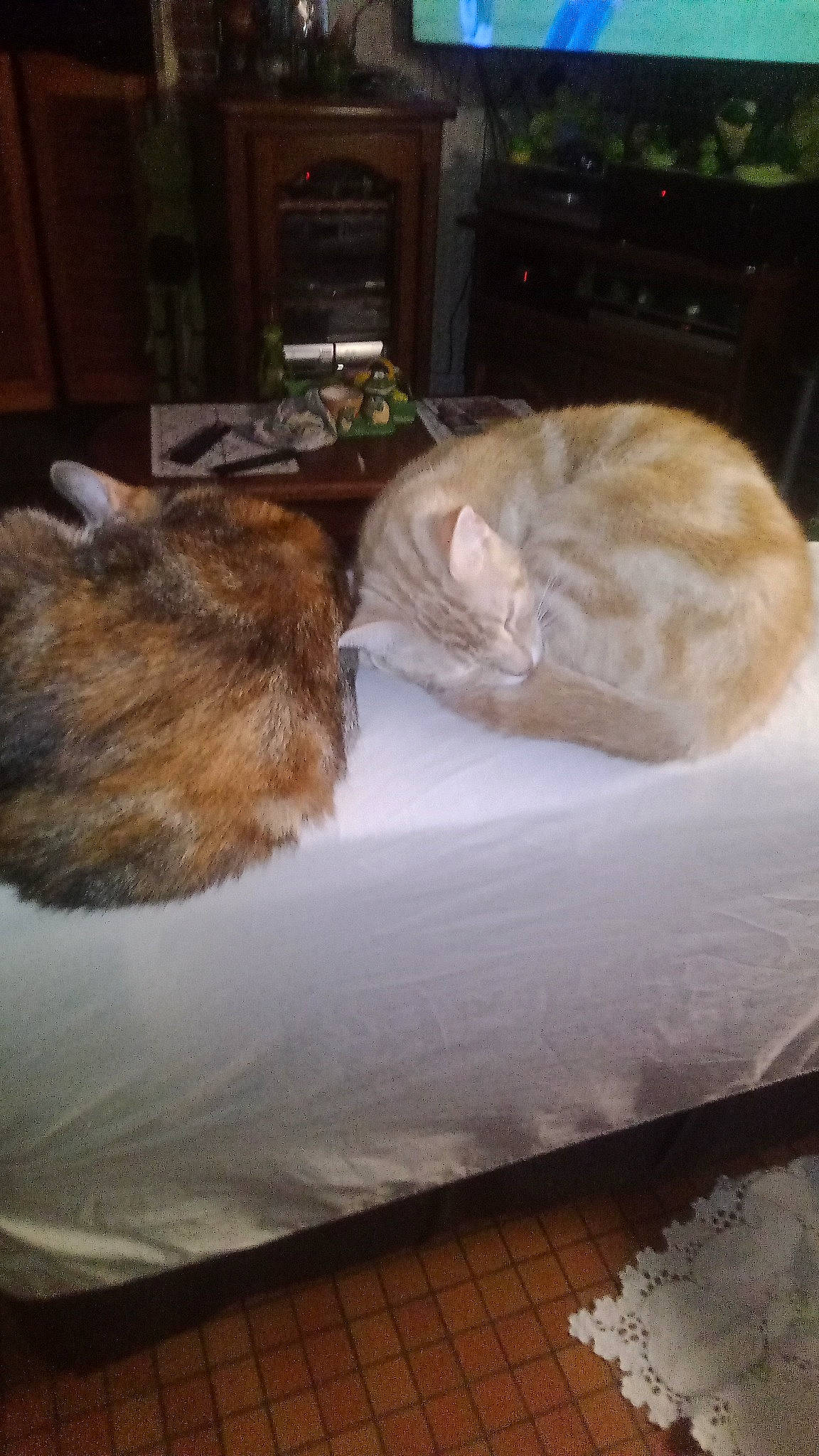 Moumoune participe au concours pour gagner de l'argent avec cette photo : canidae, carnivore, cat, comfort, domestic_short_haired_cat, fawn, felidae, flooring, fur, hardwood, linens, mammal, nap, paw, room, small_to_medium_sized_cats, tail, textile, whiskers, wood