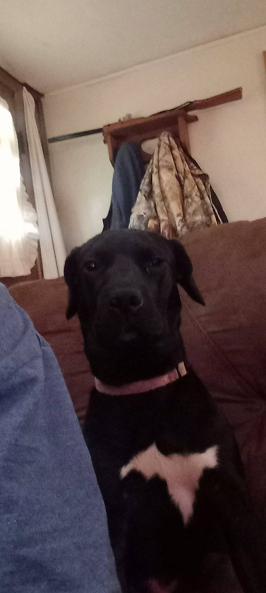 Sweety is registered to the contest to win money with this photo: animal, architecture, building, canine, couch, cushion, dog, face, furniture, head, homedecor, hound, indoors, livingroom, person, pet, photography, portrait, puppy, room