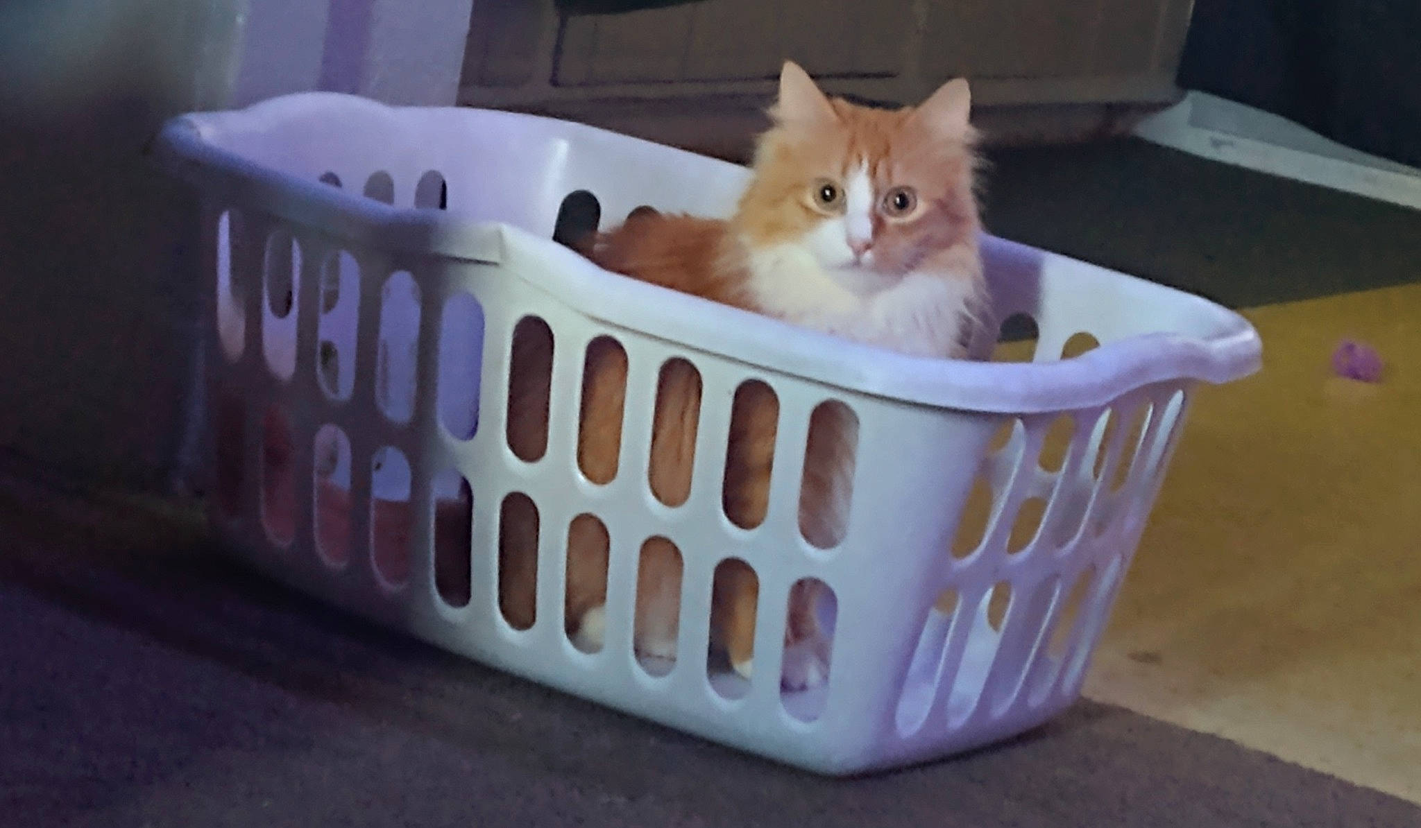 Sweets joined the competition — help win amazing prizes! baby_products, basket, box, cardboard, carnivore, carton, cat, cat_supply, event, fawn, felidae, fur, household_supply, packaging_and_labeling, packing_materials, pet_supply, plastic, small_to_medium_sized_cats, whiskers, wood