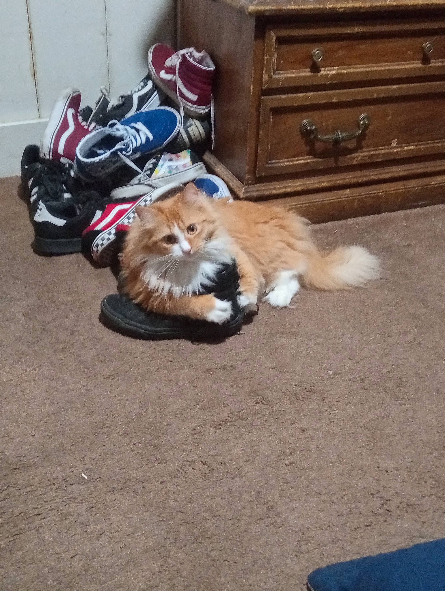 Sweets joined the competition — help win amazing prizes! asphalt, cabinetry, carnivore, cat, chest_of_drawers, companion_dog, dog_breed, drawer, dresser, fawn, felidae, floor, flooring, hardwood, road_surface, small_to_medium_sized_cats, sporting_group, tail, whiskers, wood