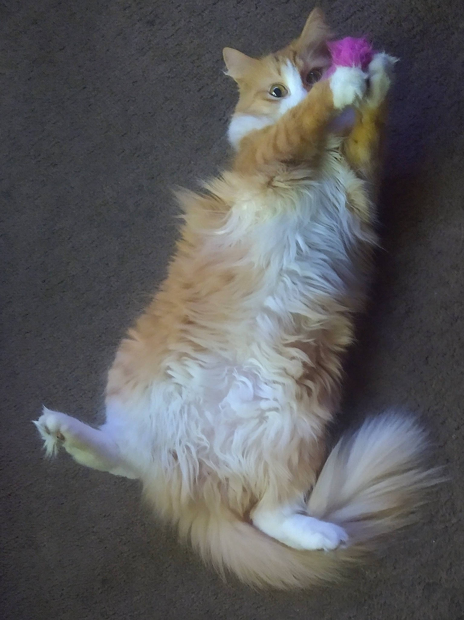 Sweets is registered to the contest to win money with this photo: canidae, carnivore, cat, claw, companion_dog, dog_breed, fawn, felidae, fur, paw, small_to_medium_sized_cats, snout, tail, terrestrial_animal, whiskers