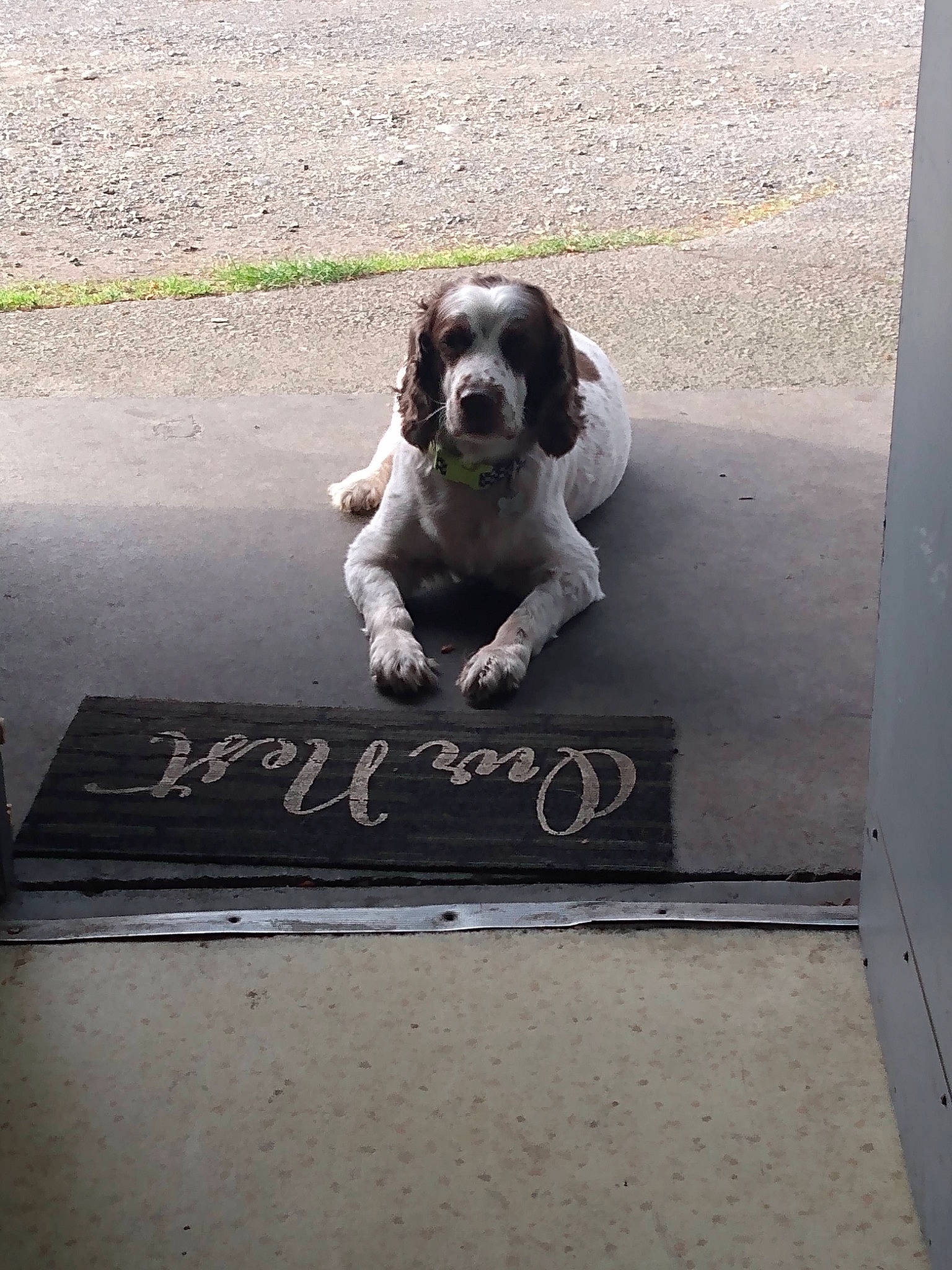 Change is registered to the contest to win money with this photo: art, asphalt, canidae, carnivore, companion_dog, concrete, dog, dog_breed, fawn, flooring, grey, handwriting, leash, paw, road, road_surface, sidewalk, snout, sporting_group, tail