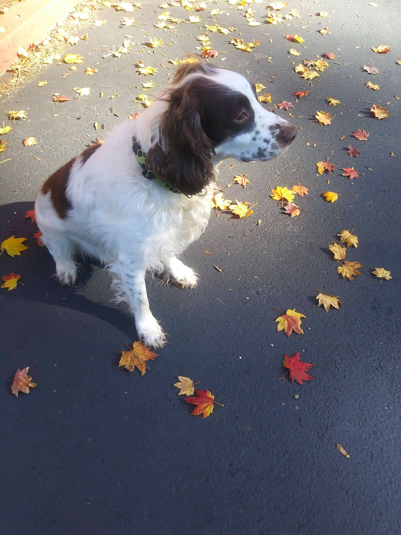 Change is registered to the contest to win money with this photo: asphalt, canidae, carnivore, companion_dog, dog, dog_breed, fur, gun_dog, paw, road_surface, shadow, spaniel, sporting_group, tail, toy_dog, walking, working_dog