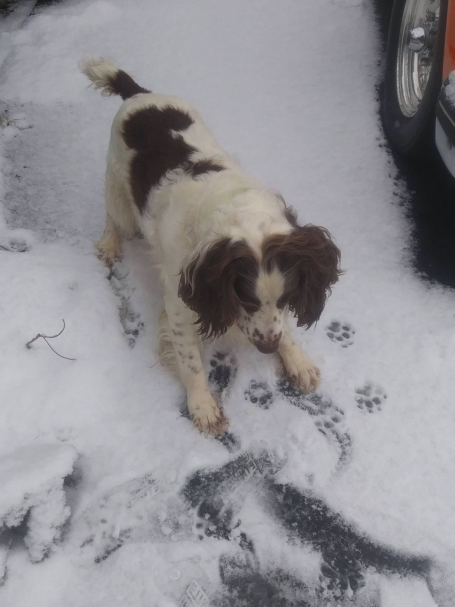 Change joined the competition — help win amazing prizes! automotive_tire, canidae, carnivore, companion_dog, dog, dog_breed, fender, freezing, fur, gun_dog, pont_audemer_spaniel, snout, snow, spaniel, sporting_group, tail, tire, vehicle, wheel, winter