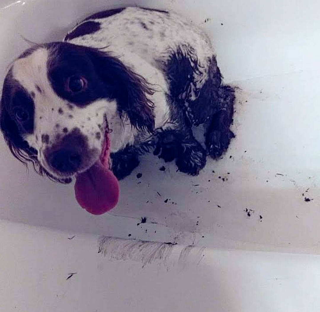 Change joined the competition — help win amazing prizes! art, canidae, carnivore, companion_dog, dog, dog_breed, drawing, gun_dog, paint, painting, paw, pet_supply, snout, sporting_group, tail, visual_arts, water, whiskers, working_animal, working_dog