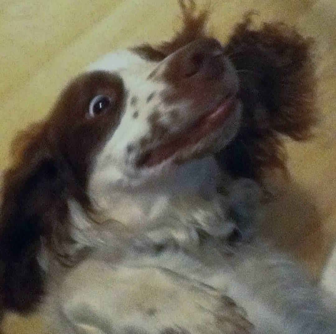 Change joined the competition — help win amazing prizes! canidae, carnivore, companion_dog, dog, dog_breed, ear, fur, gun_dog, irish_red_and_white_setter, king_charles_spaniel, liver, snout, spaniel, sporting_group, terrestrial_animal, toy_dog, whiskers, working_animal