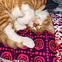 kitten, cat, sleeping, orange, white, fur, paw, hand, pearl_necklace, bed, blanket, patterned, purple, pink, comfort, cozy, rest, cute, pet, domestic_cat