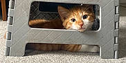 Alex joined the competition — help win amazing prizes! cat, kitten, orange_cat, white_cat, pet, indoor, carpet, step_stool, plastic, curious, animal, feline, cute, young, small, looking, resting, floor, home, domestic
