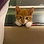 kitten, cat, orange_cat, white_paws, curious, peeking, cushion, window, curtain, indoor, pet, animal, cute, feline, small, whiskers, ears, paws, face, young_cat