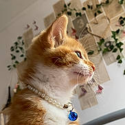Alex joined the competition — help win amazing prizes! cat, kitten, orange_cat, white_fur, pearl_necklace, blue_bell, profile_view, whiskers, indoor, decor, wall_art, green_leaves, paper_notes, soft_light, close_up, pet, cute, feline, young_cat, curious
