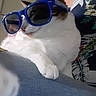 Zoé participe au concours pour gagner de l'argent avec cette photo : cat, white_cat, sunglasses, blue_sunglasses, pet, animal, feline, close_up, portrait, couch, sofa, relaxed, sitting, lying_down, white_fur, paw, whiskers, indoor, funny, fashionable