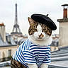 Zoé participe au concours pour gagner de l'argent avec cette photo : cat, animal, pet, beret, striped_shirt, blue_and_white, paris, eiffel_tower, rooftop, cityscape, feline, tabby, white_fur, portrait, outdoor, fashion, costume, looking_at_camera, architecture, travel