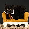cat, black_cat, long_hair, feline, animal, portrait, studio, armchair, chair, tie, collar, formal, dressed_up, sitting, lounging, golden, dark_background, rug, whiskers, yellow_eyes