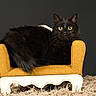 cat, black_cat, fluffy, longhaired, pet, animal, feline, yellow_eyes, sitting, lounging, armchair, chair, golden, studio, portrait, indoor, rug, shaggy_rug, dark_background, whiskers